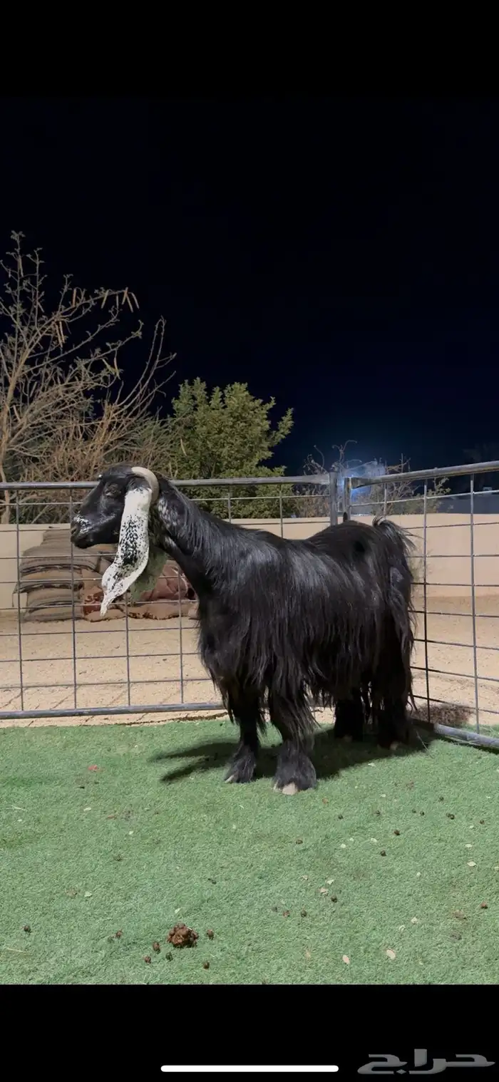 عنز عارضيه خصم 1