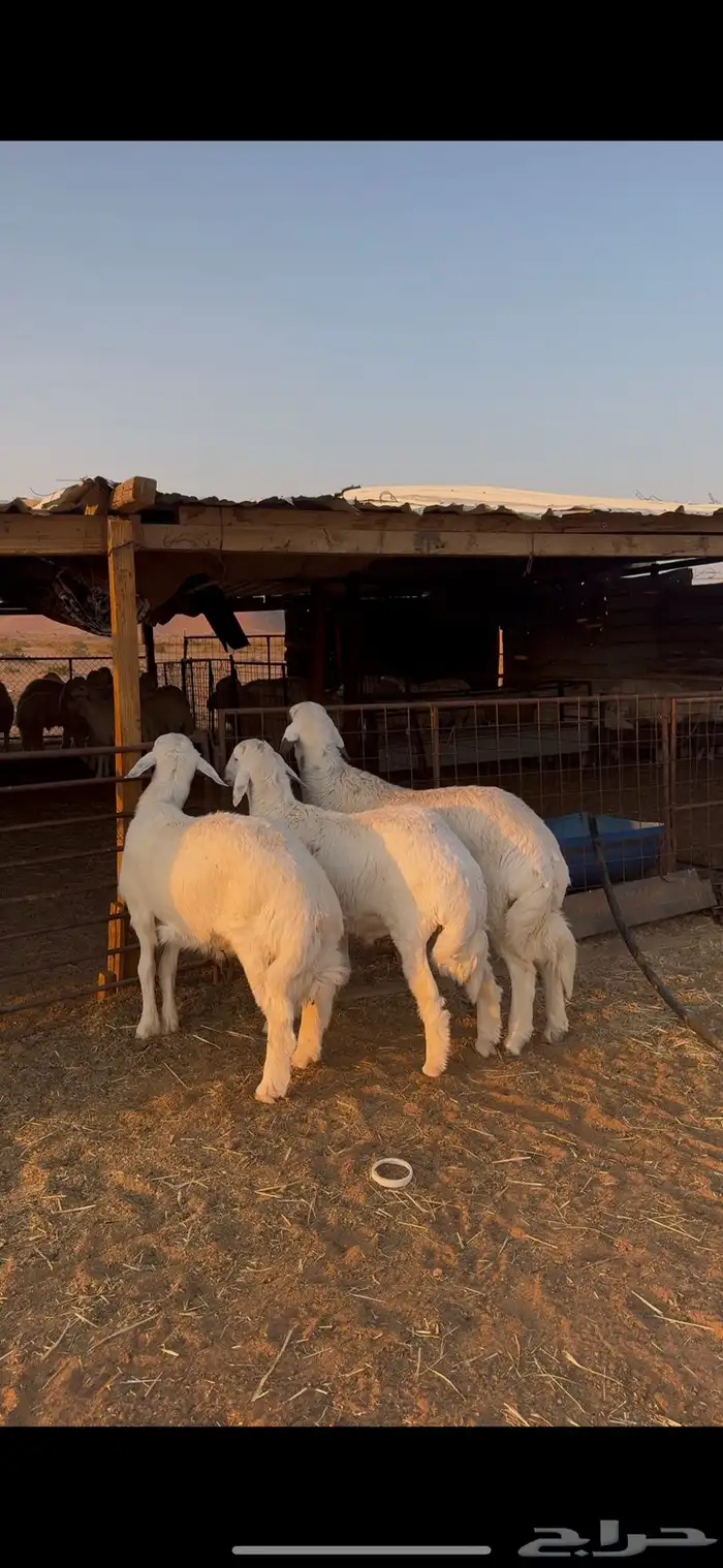 يوجود عندنا خرفان حريات بريه انتاج الغنم 0