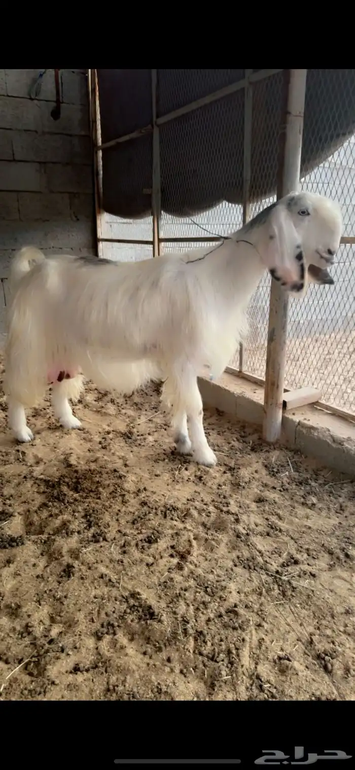 عرض طيب وخصمم لأهل النظر وعشاق النوادر 2