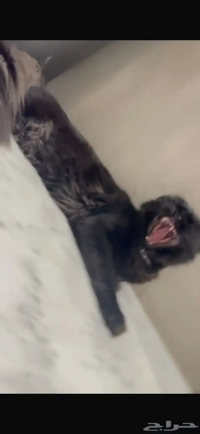 قطط ماين كون للبيع 9