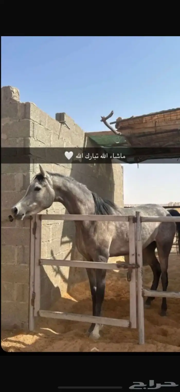 فرس واهو مكس 2