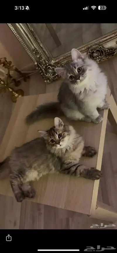 قطط صغيرة كيتنز index
