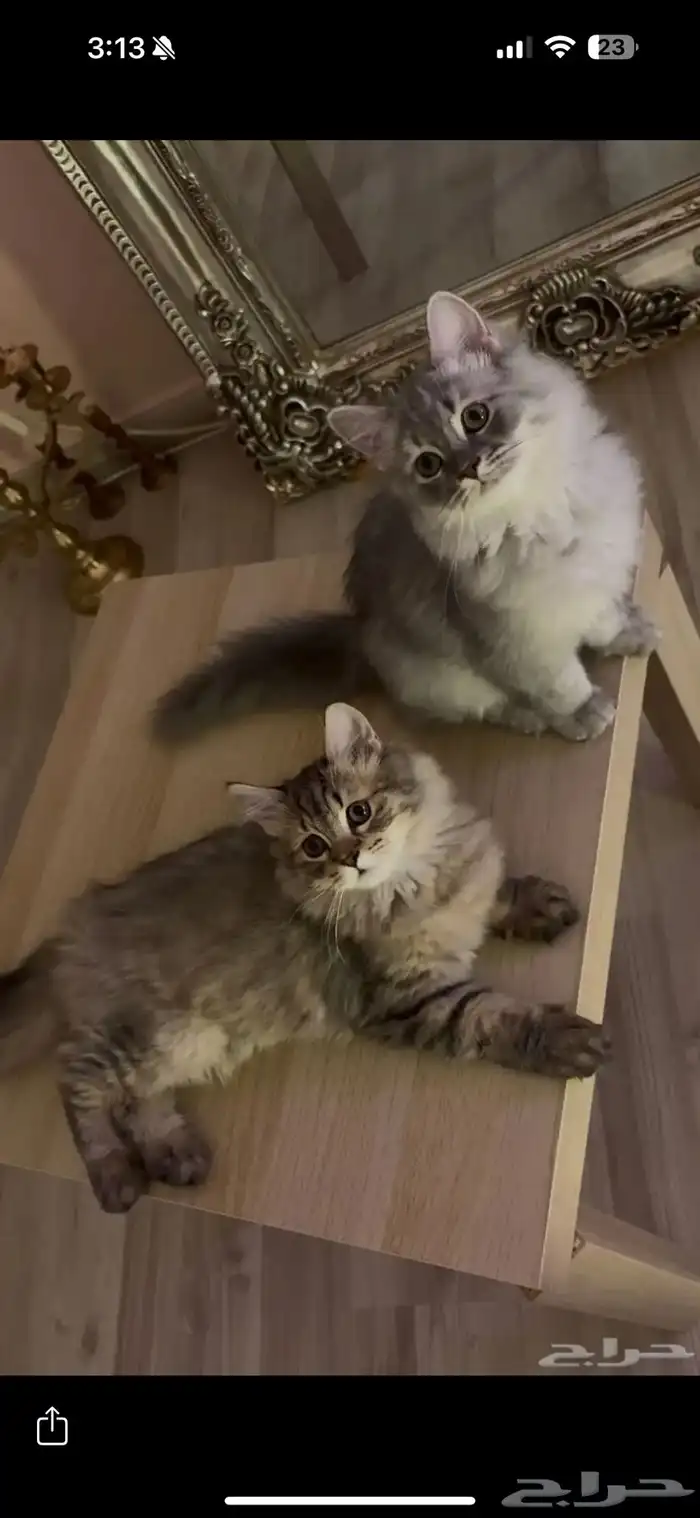 قطط صغيرة كيتنز 2