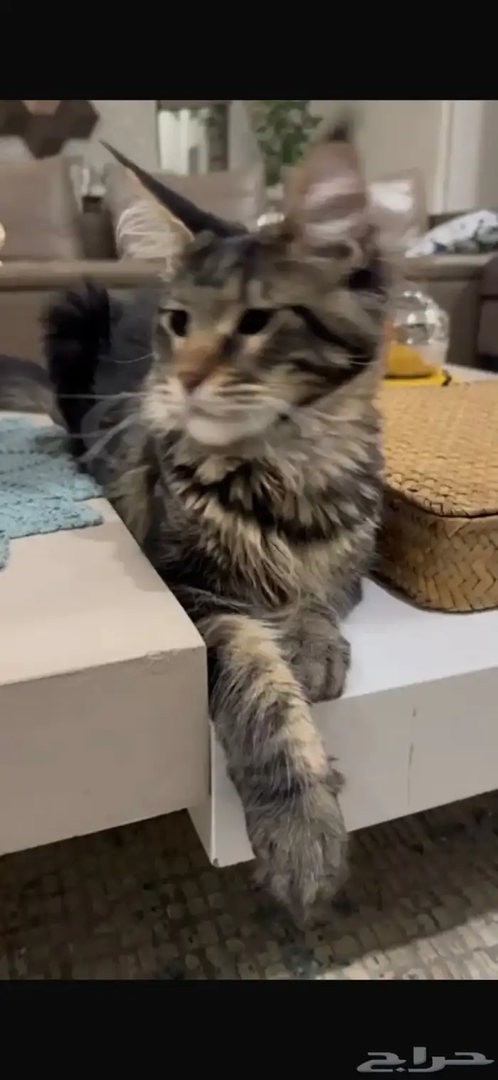 قطط ماين كون للبيع 4