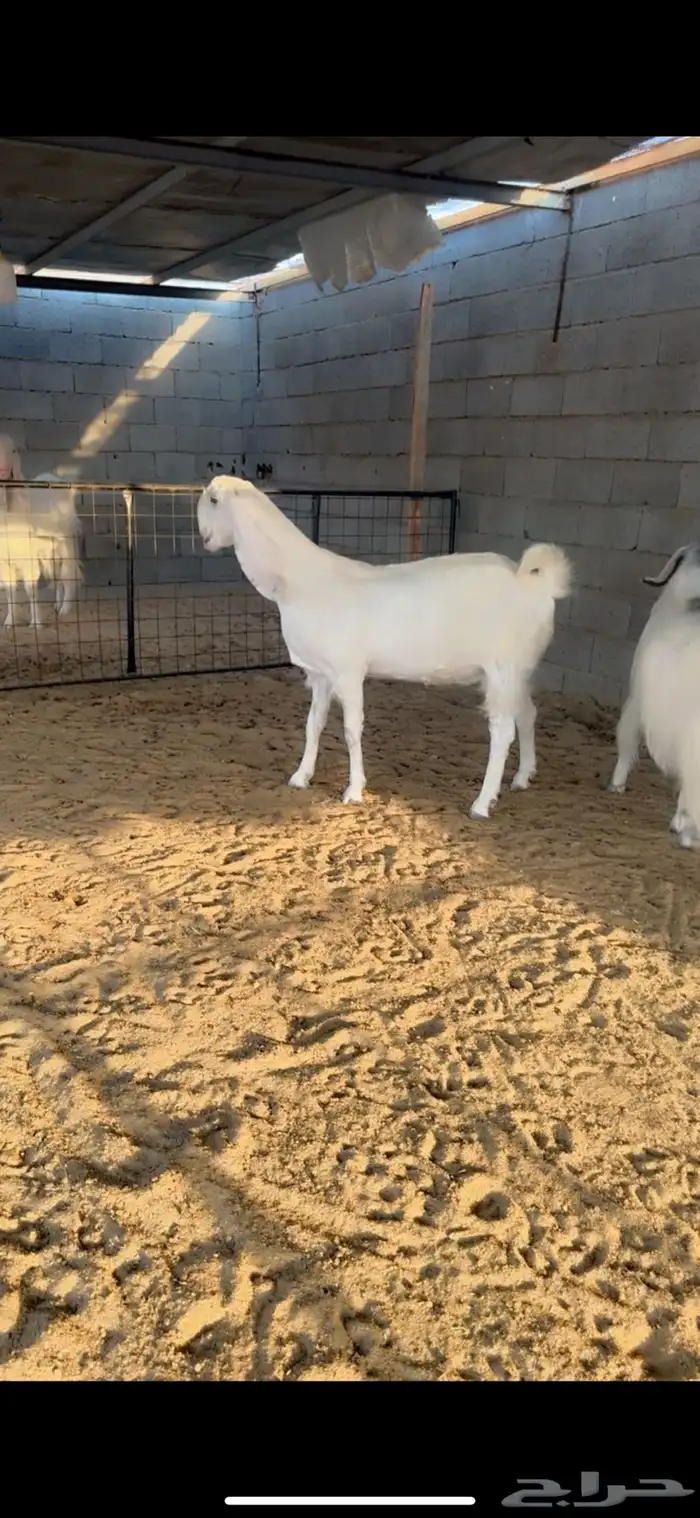 عرض طيب وخصمم لأهل النظر وعشاق النوادر 6