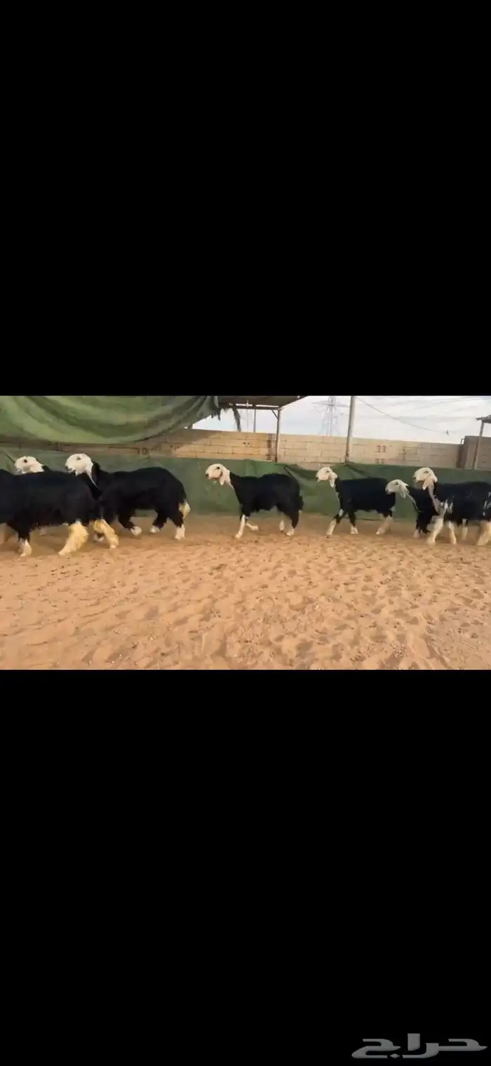 عرض بيع غنم نجد 5