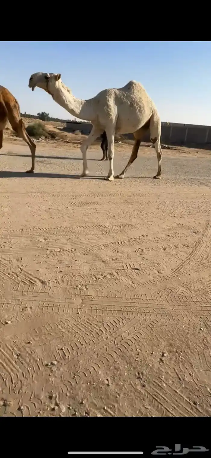 قعود تمامي كفو 0