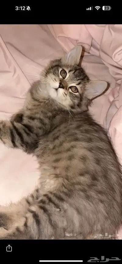 قطط صغيرة كيتنز index