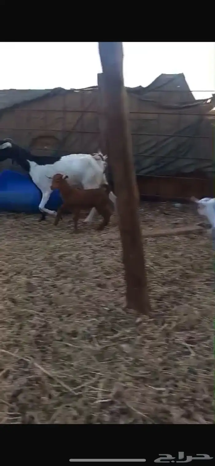 معزه بيشي والبهم دهم محايلي 3