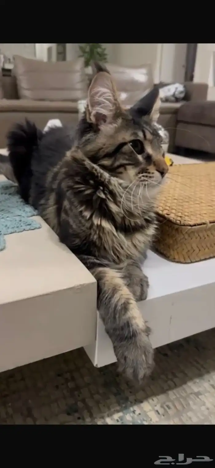 قطط ماين كون للبيع 3