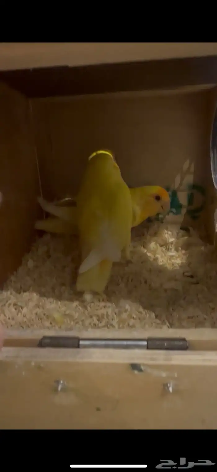 طيور روز منتج 0