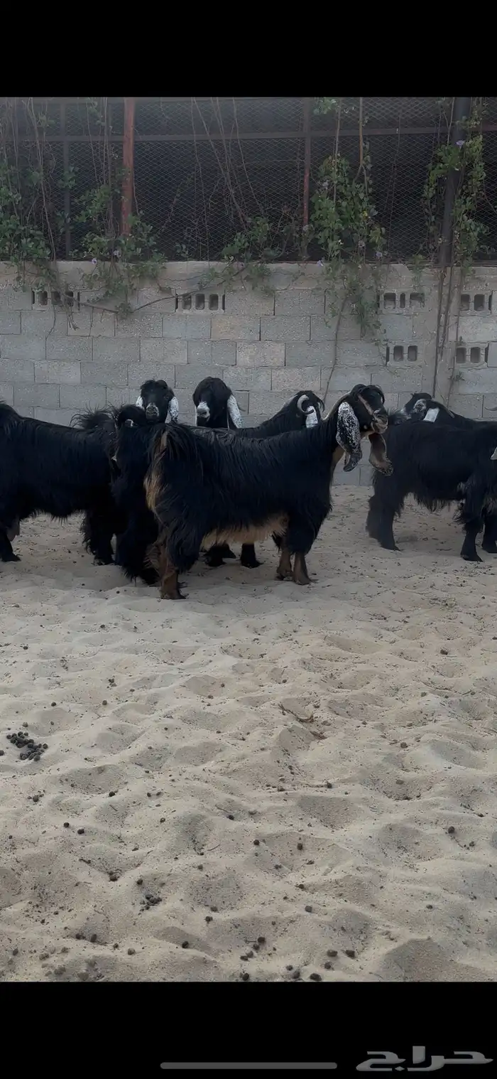 عوارض دفيع فواخر 0