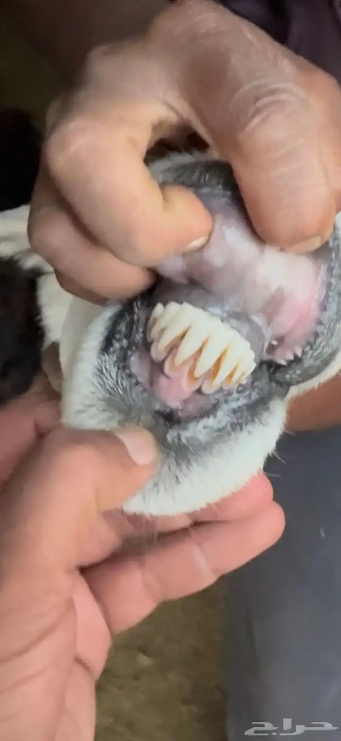 شاه صنف فارعه للبيع 2