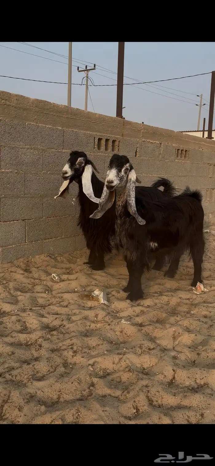 عوارض دفيع فواخر 5