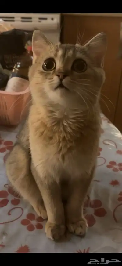 سكوتش قولد بيور index