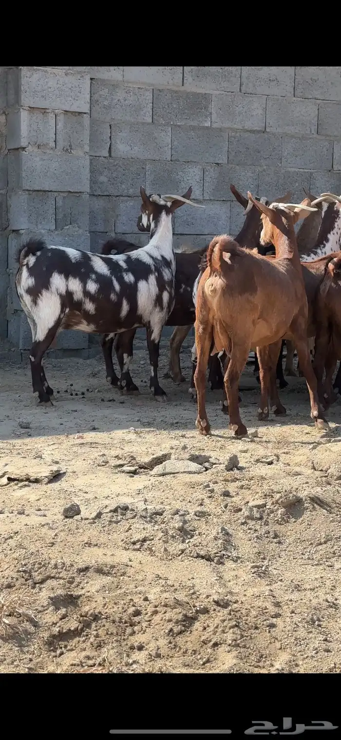 معزا دفيع قرايب تم البيع 1