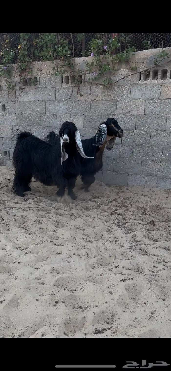 عوارض دفيع فواخر 1