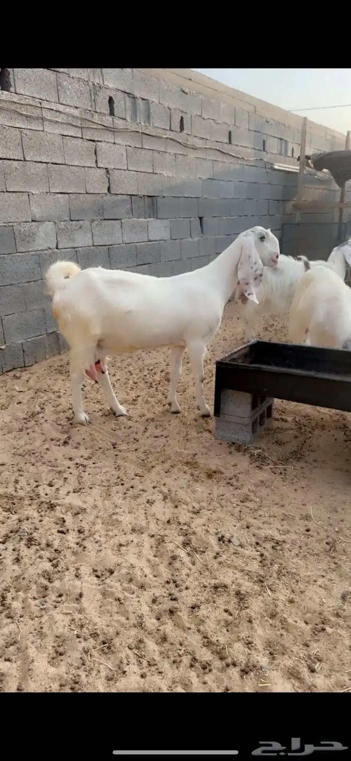 عرض طيب وخصمم لأهل النظر وعشاق النوادر 0