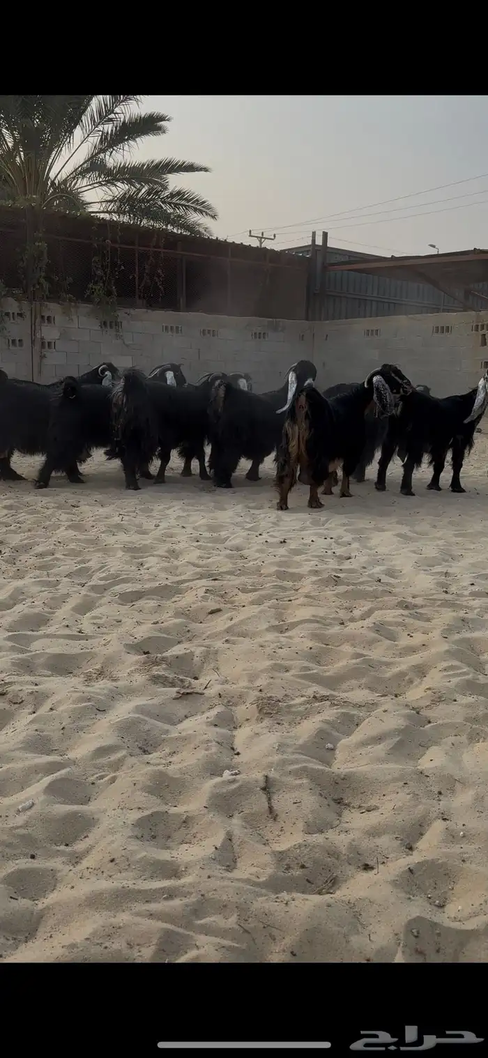 عوارض دفيع فواخر 3