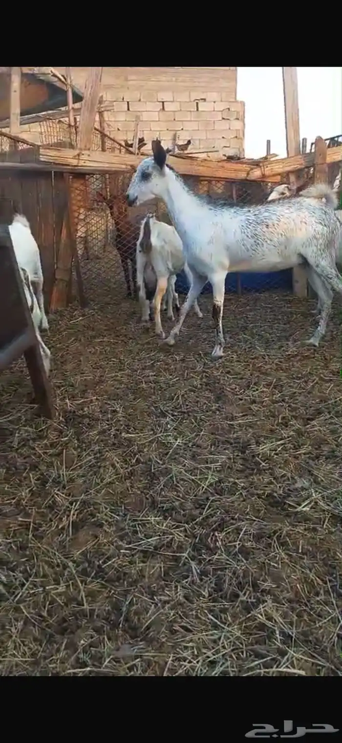 معزه بيشي والبهم دهم محايلي 1