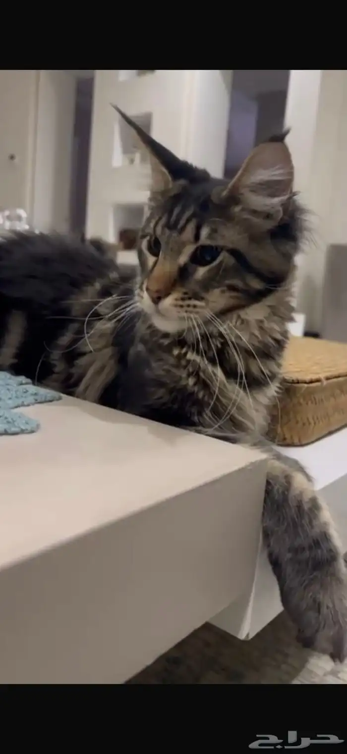 قطط ماين كون للبيع 11