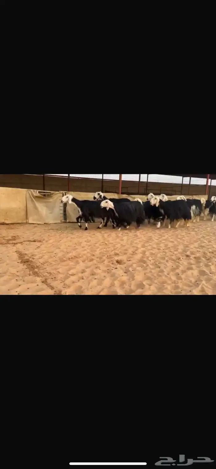 عرض بيع غنم نجد 2
