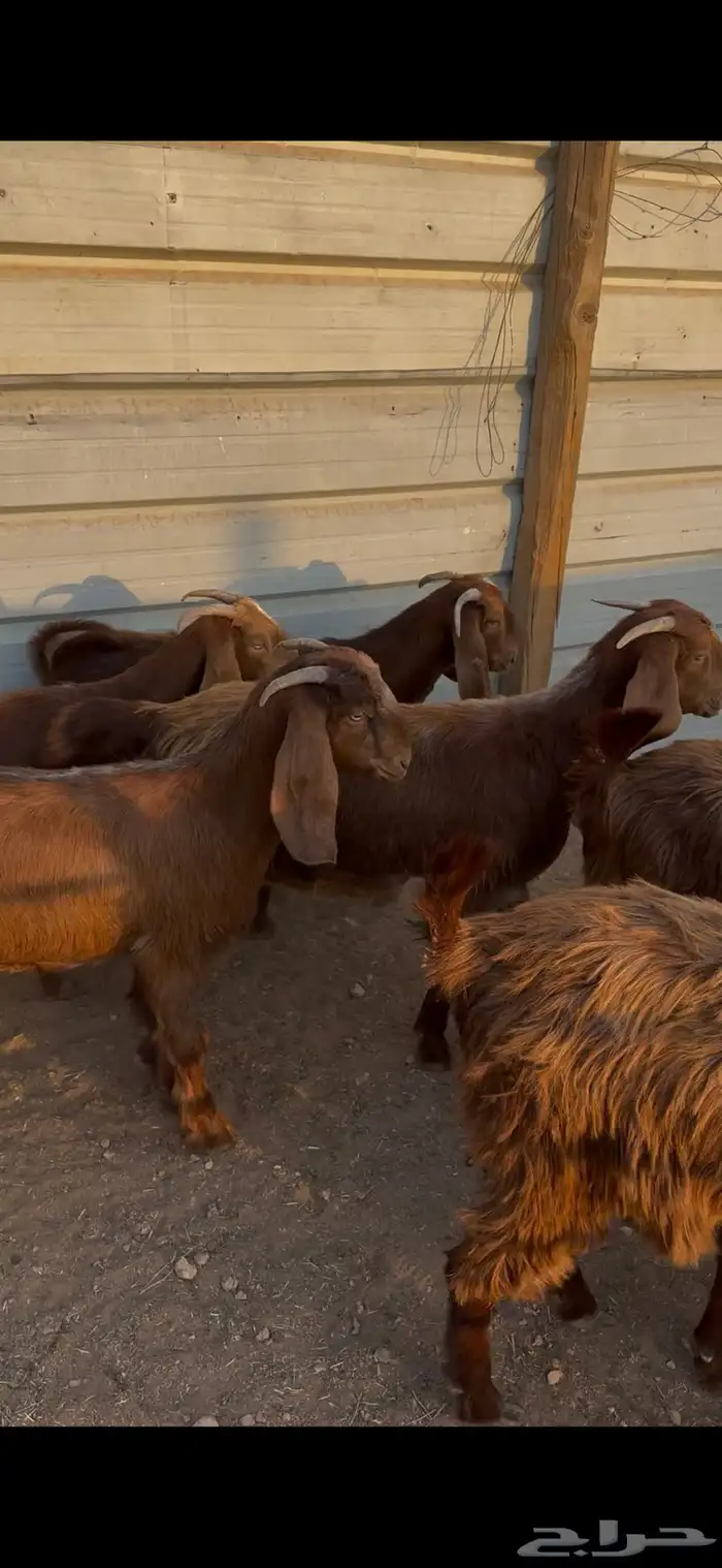 جفار قبرصيات 1