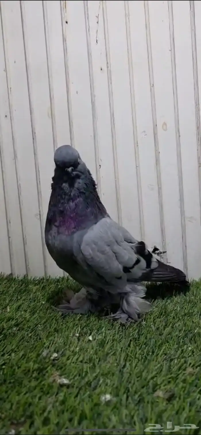 جوز لونق فيس 0