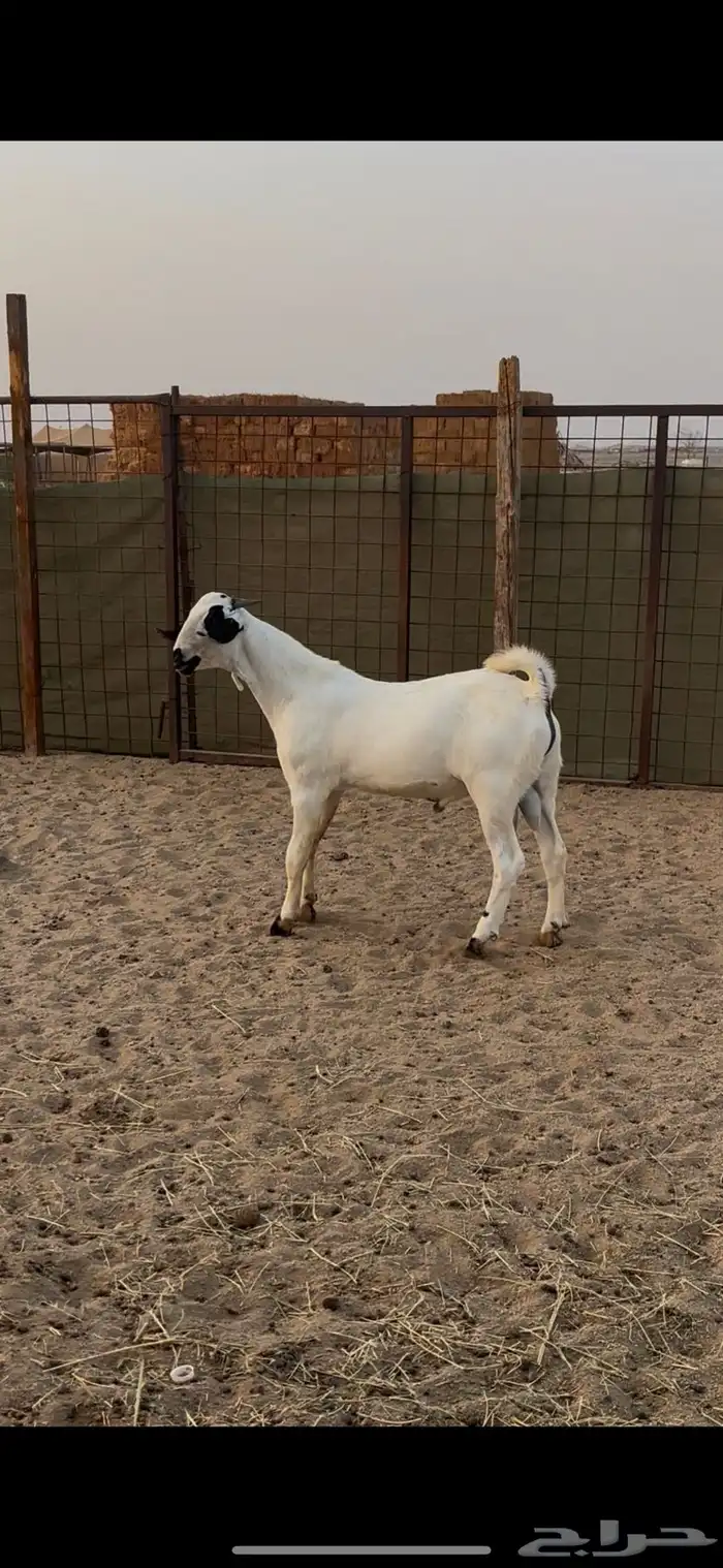 جده الغولاء 1