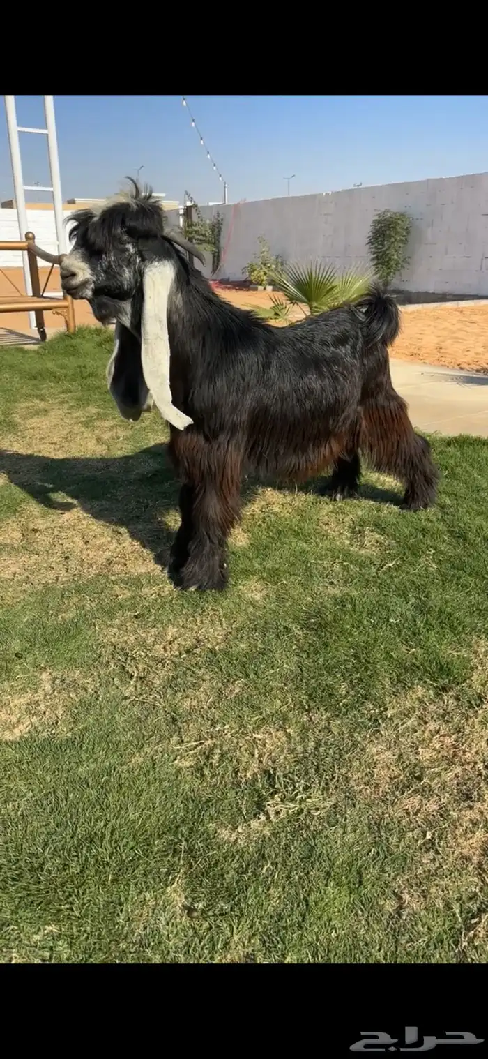 فحل عارضي خصم الخصم تممم البيع 0