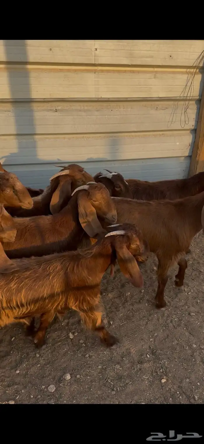 جفار قبرصيات 2