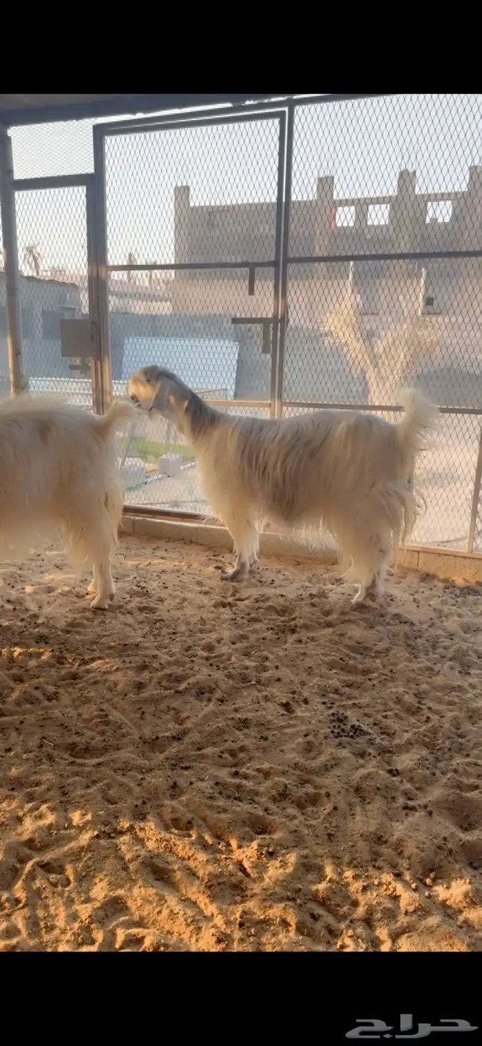 عرض طيب وخصمم لأهل النظر وعشاق النوادر 3