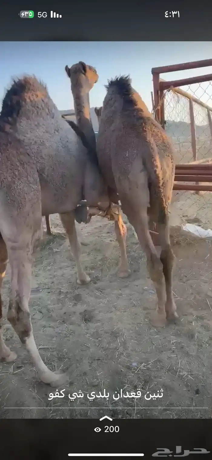 قعدان بلدي كفوو وفيه توصيل 1