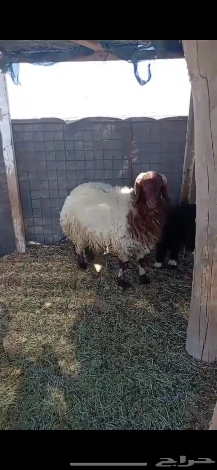 خروف نعيمي مقفل شحم 0