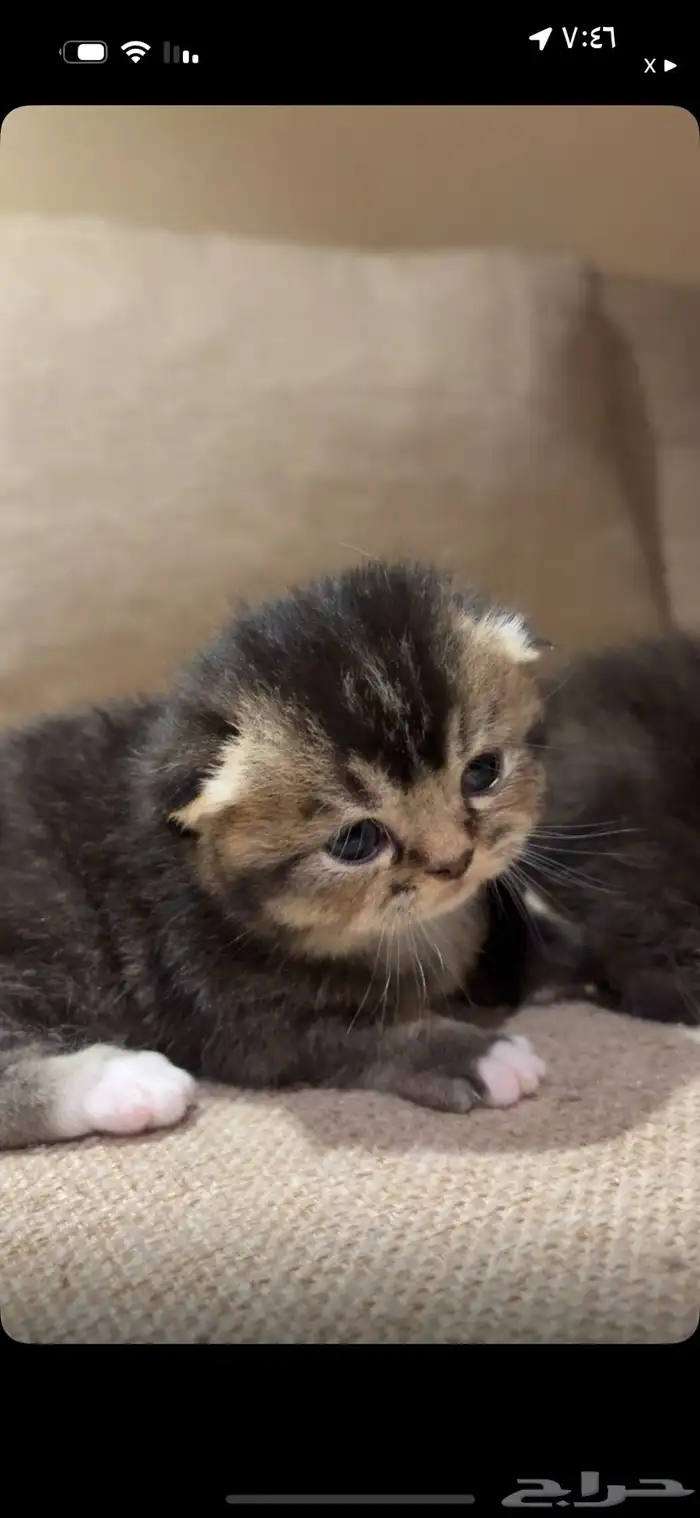 قطط كيتين سكوتش 0