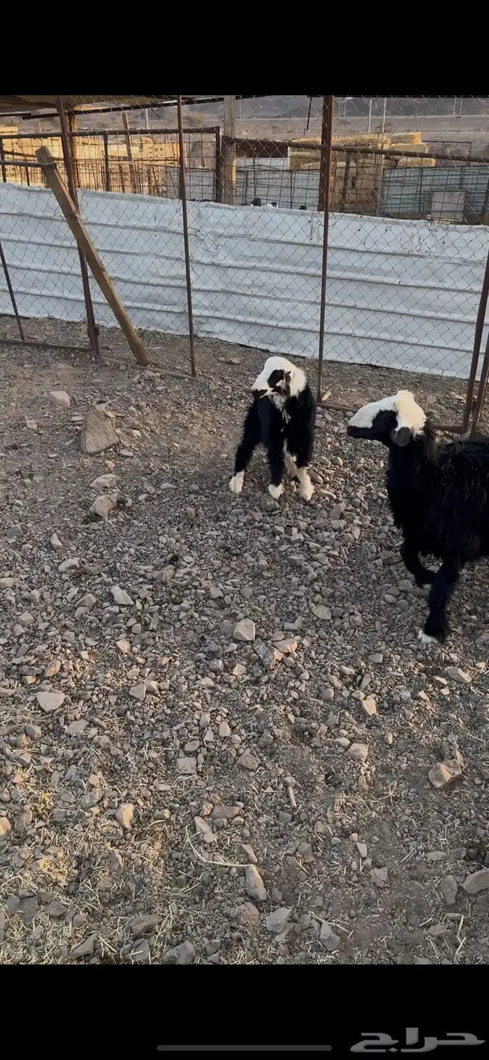 ارخ نجادة فاخرة واحدة عمرها 7شهور ووحدة عمرها 4شهور نظيف 1