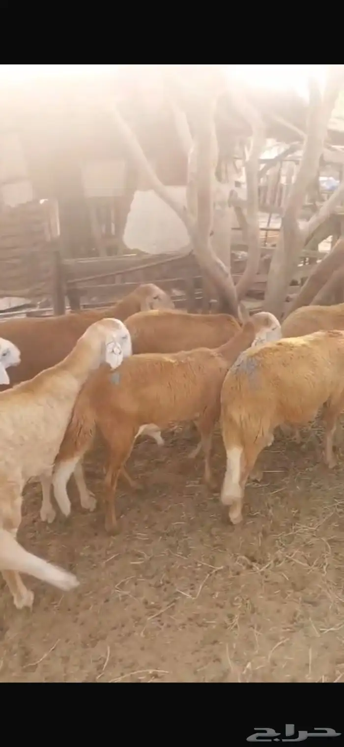 سواكن مناسبات شحم ولحم 1