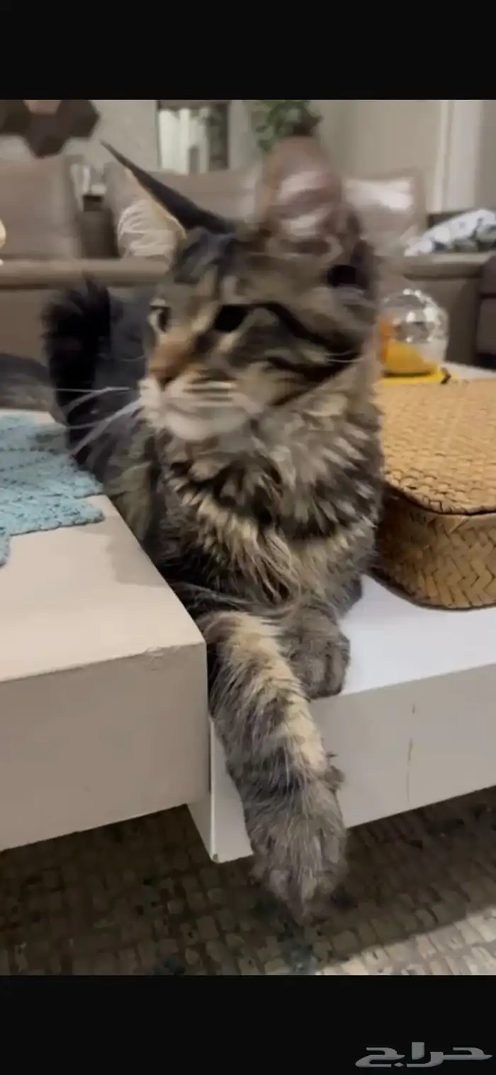 قطط ماين كون للبيع 1