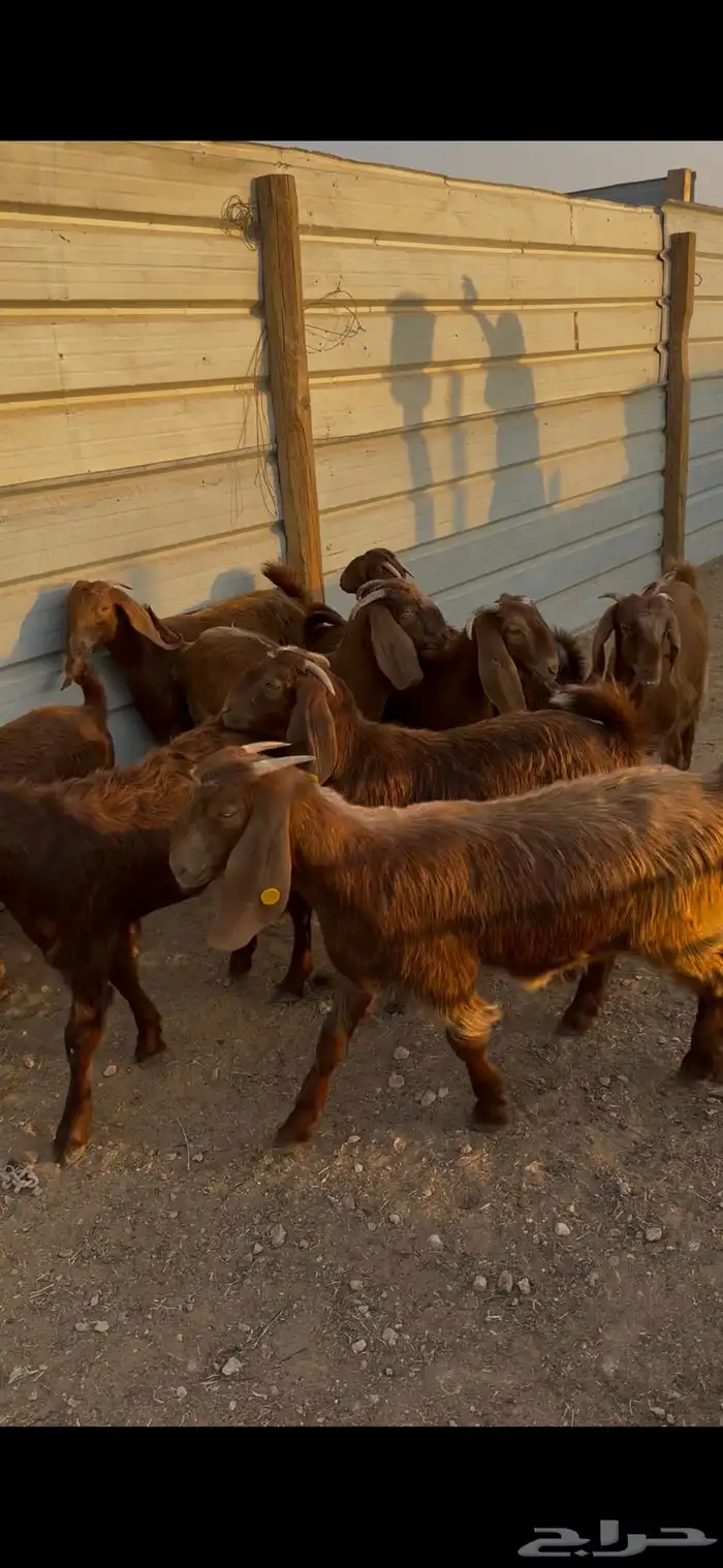 جفار قبرصيات 0