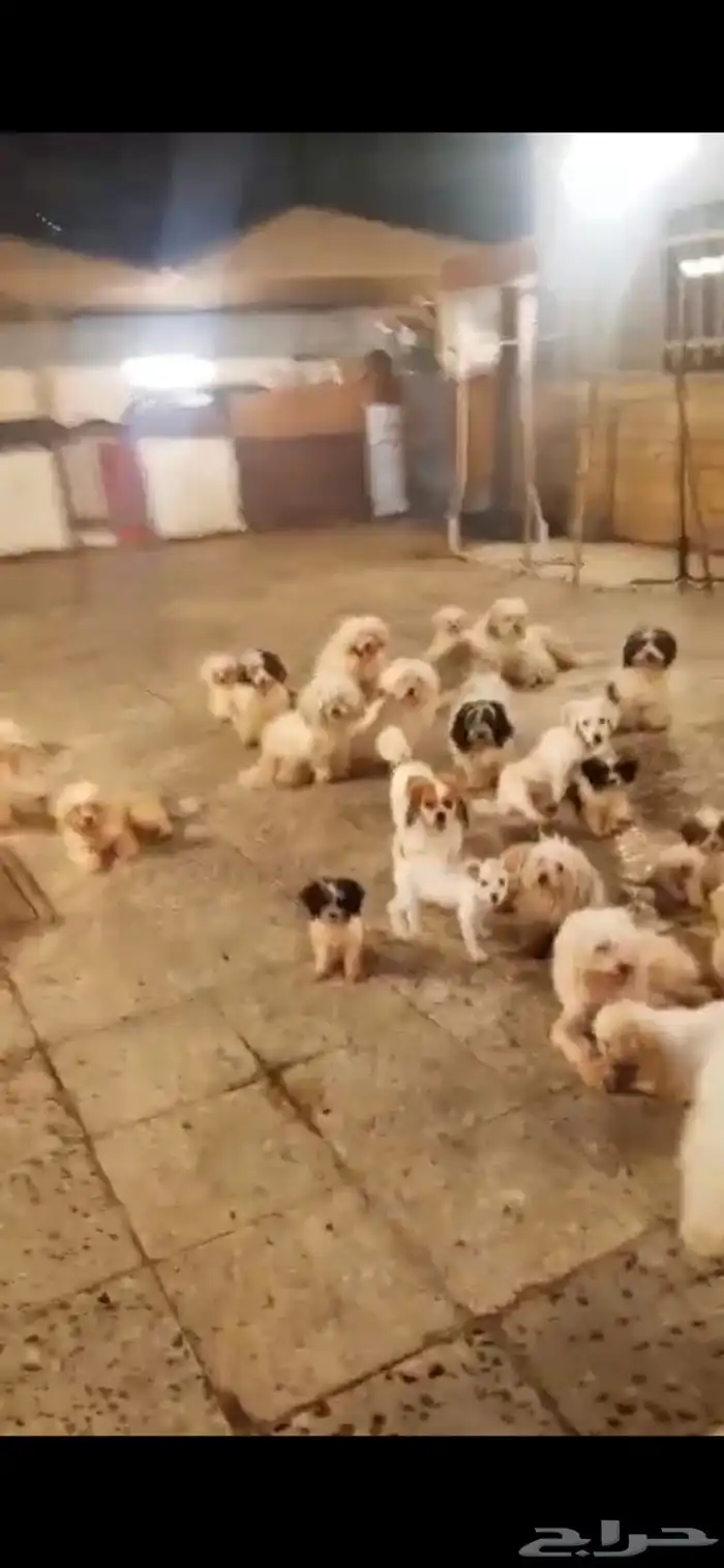 للبيع كلاب الصامل بس يتواصل 0