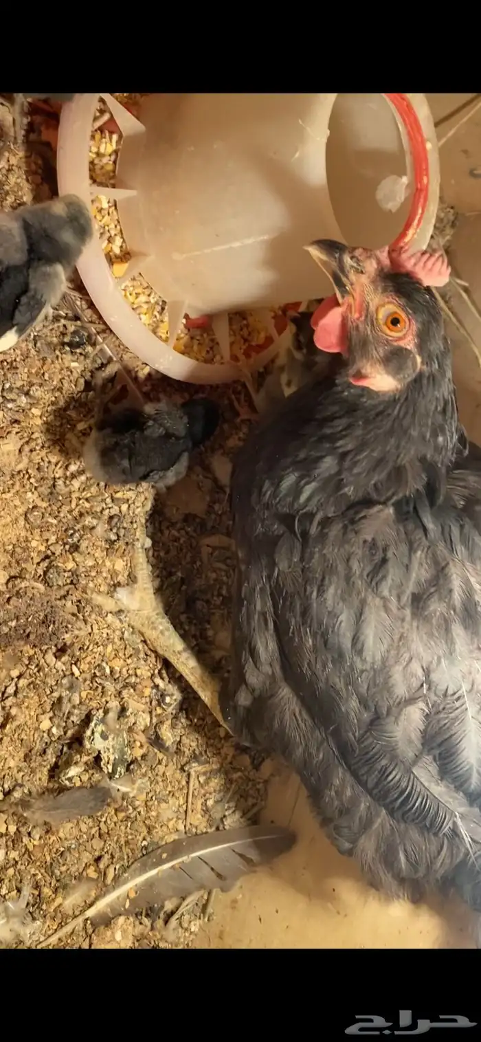 للبيع دجاجة تركية سوداء مع صيصانها 0