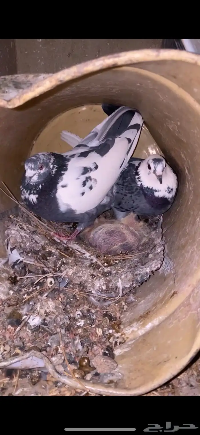 حمام باكستاني 0