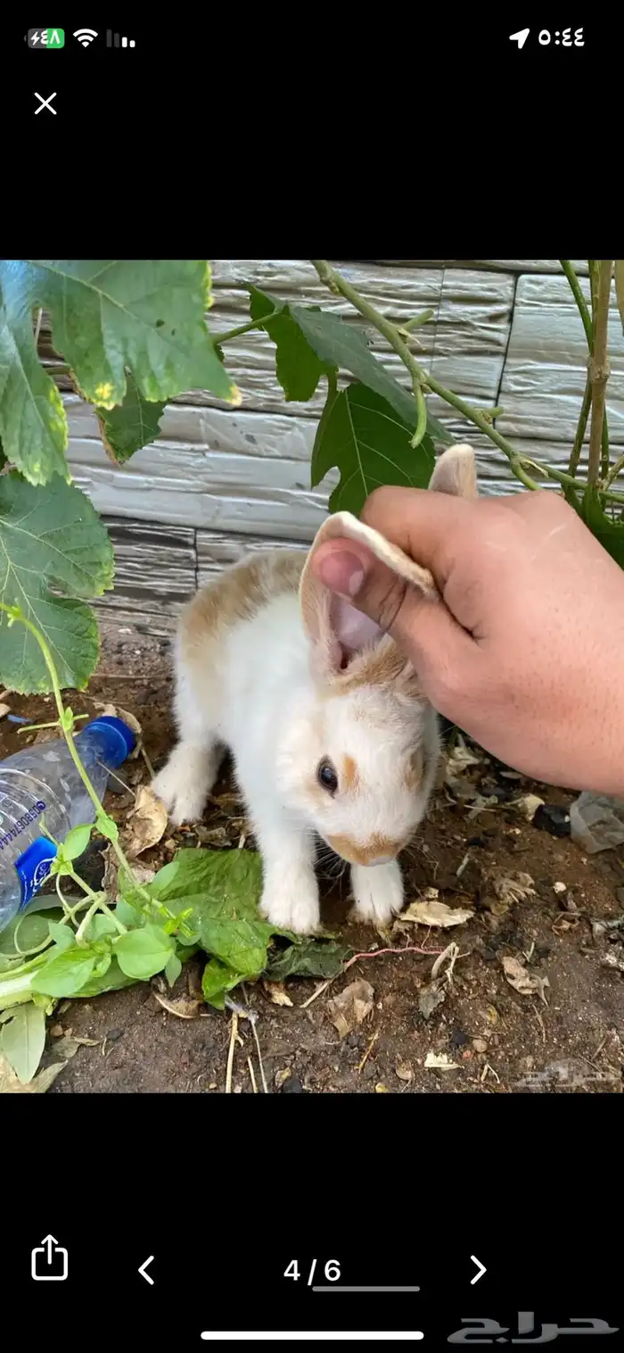 ارانب للبيع 3
