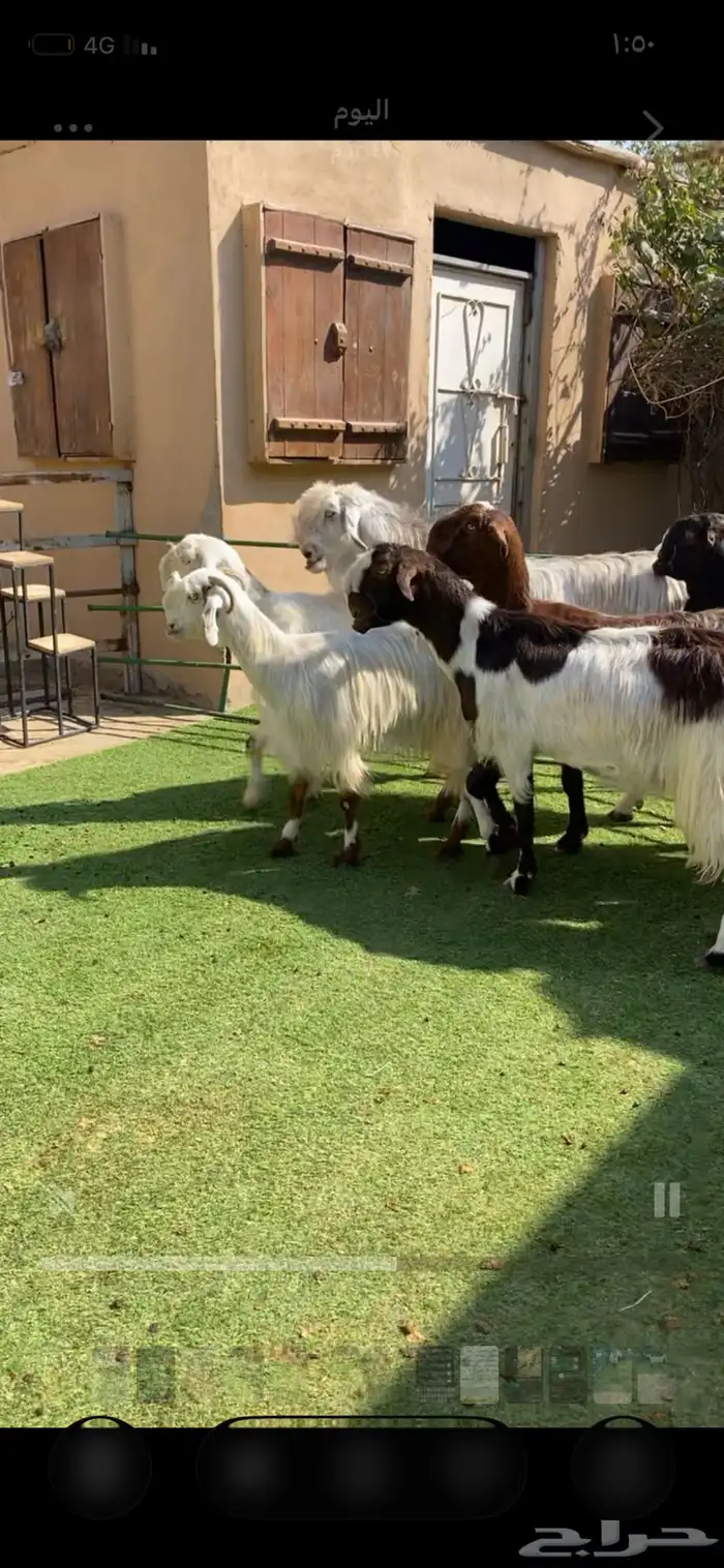 معزا صمع بفحلها 1