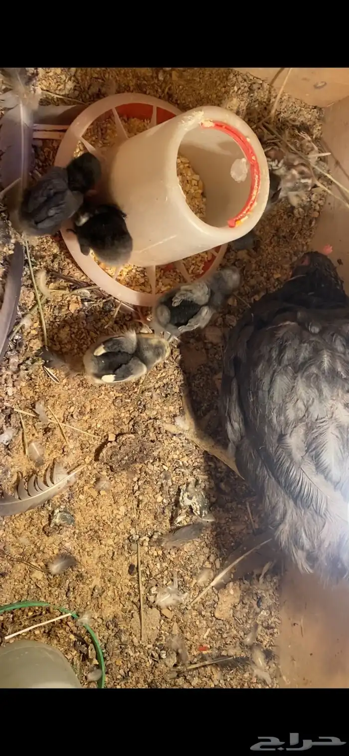للبيع دجاجة تركية سوداء مع صيصانها 5