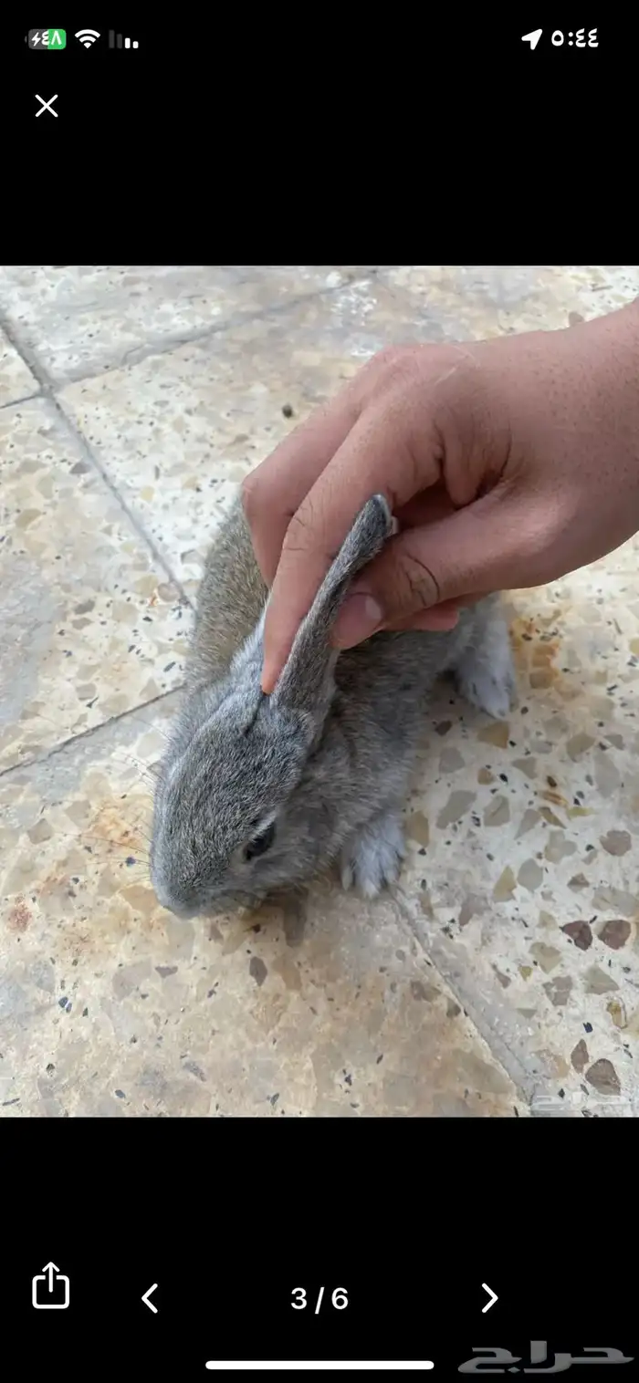 ارانب للبيع 1