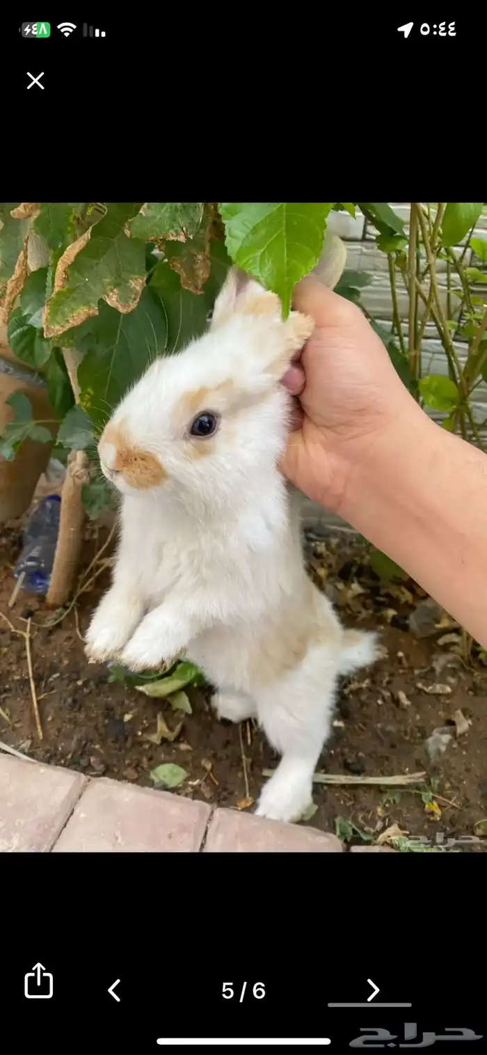 ارانب للبيع 0