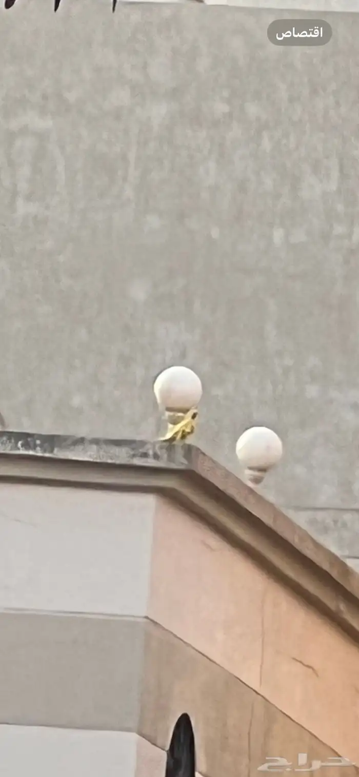 دره هولندي لاتينو (( مفقوده)) 0