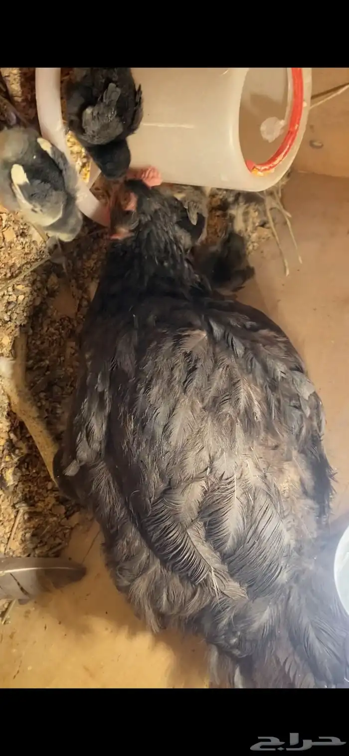 للبيع دجاجة تركية سوداء مع صيصانها 3