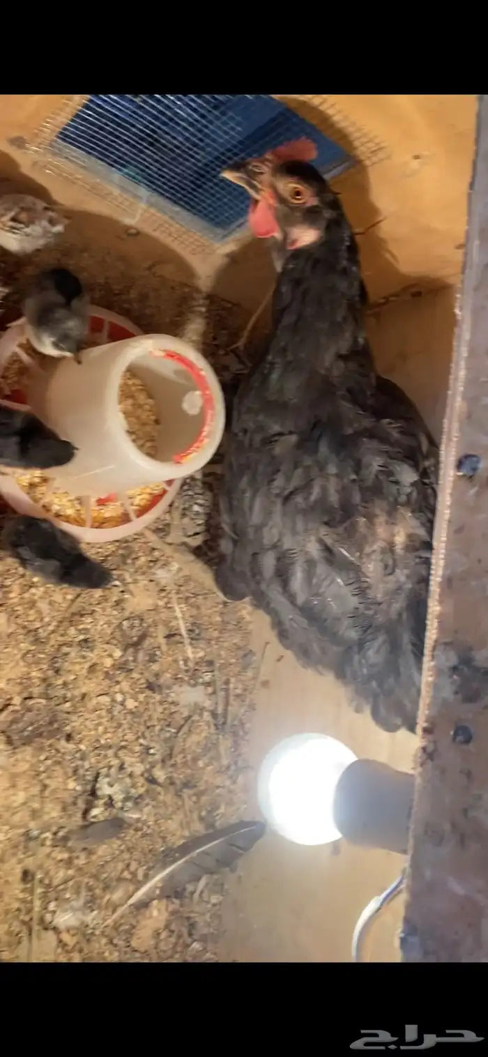 للبيع دجاجة تركية سوداء مع صيصانها 2
